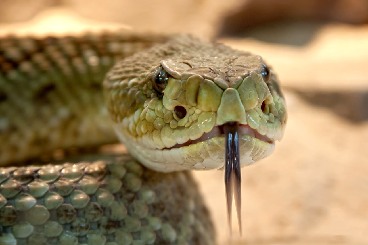 Unraveling the Mysteries: The Meaning Behind Snake Bite Dreams